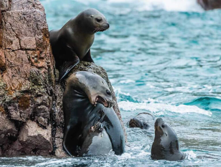 BALLESTAS ISLANDS & PARACAS RESERVE TOUR FROM ICA-imagen 2