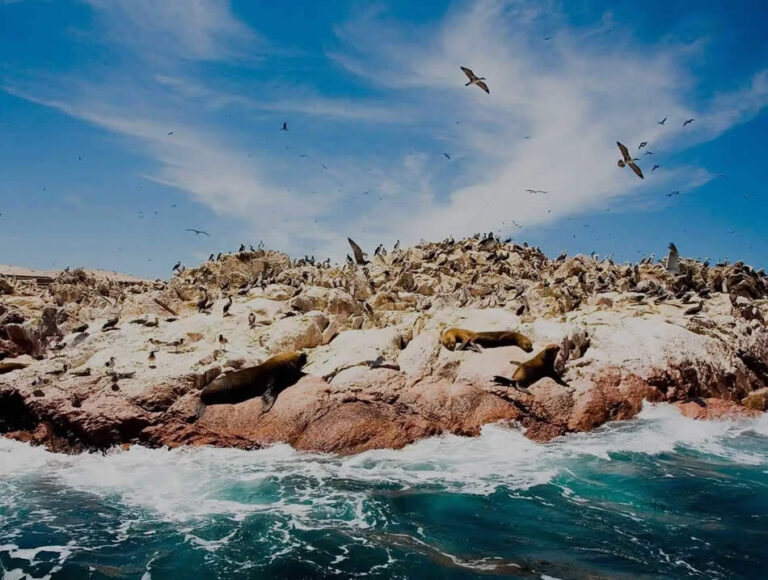 BALLESTAS ISLANDS & PARACAS RESERVE TOUR FROM ICA-imagen 4